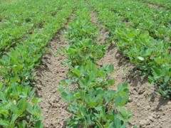 “花生與芝麻間作效益高，如何間作？種植方法教會你”